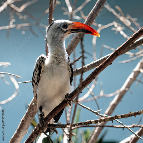 A stunning close-up of a hornbill bird with a vibrant orange beak and striking features perched elegantly on a branch amidst a blurred blue background creating a lively ambiance.