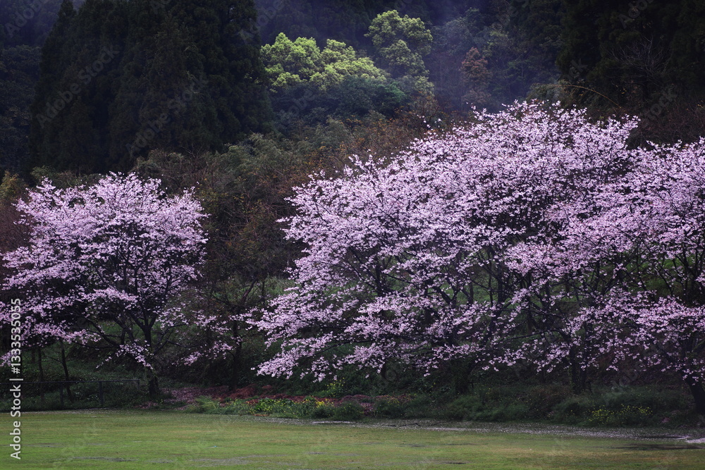 山の斜面に咲く桜