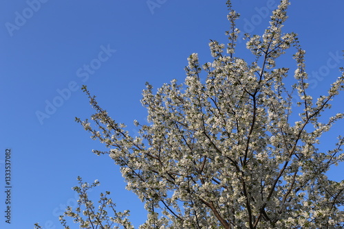 青空と桜