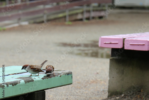 ベンチに乗っている野生の雀と公園