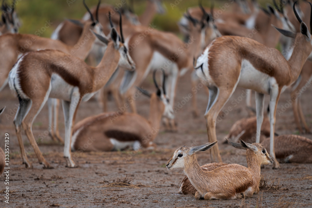 Springbok or springbuck (Antidorcas marsupialis) in a rainstorm. Kgalagadi Transfrontier Park, Northern Cape. South Africa. Springbok or springbuck (Antidorcas marsupialis) in a rainstorm. Kgalagadi Transfrontier Park, Northern Cape. South Africa.