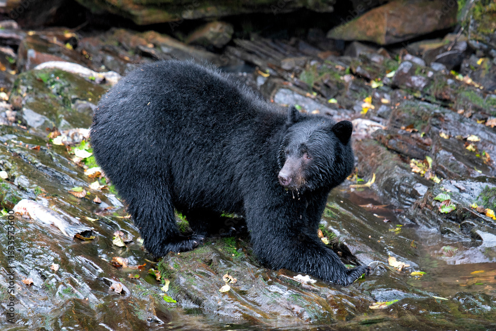 A black bear navigates through a rocky area, showcasing its strength and adaptability in the wild, perfectly representing the essence of wilderness and natural instincts. A black bear navigates through a rocky area, showcasing its strength and adaptability in the wild, perfectly representing the essence of wilderness and natural instincts.