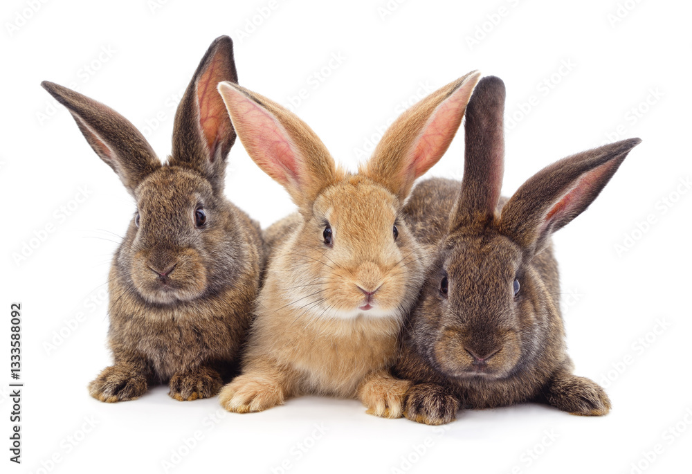 Three little rabbits. Three little rabbits.