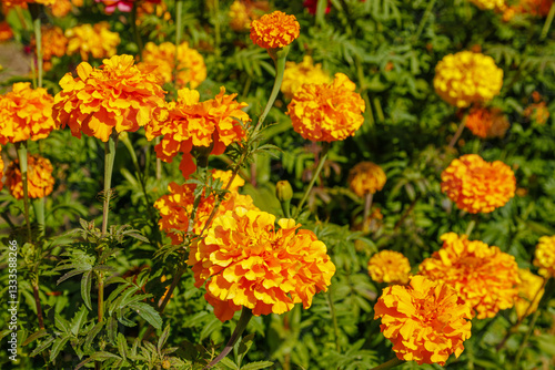 A vibrant field of orange Tagetes marigold flowers in full bloom, illuminated by sunlight.