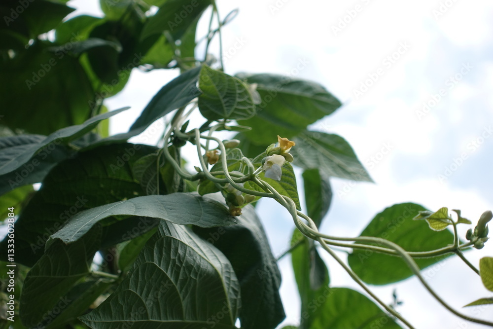 Obraz premium Vine plant.