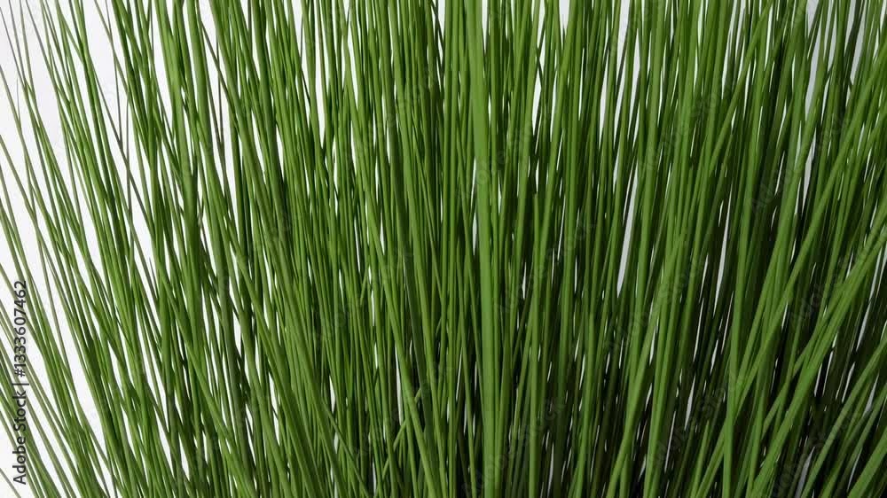The Grass Nature Closeup The Grass Nature Closeup