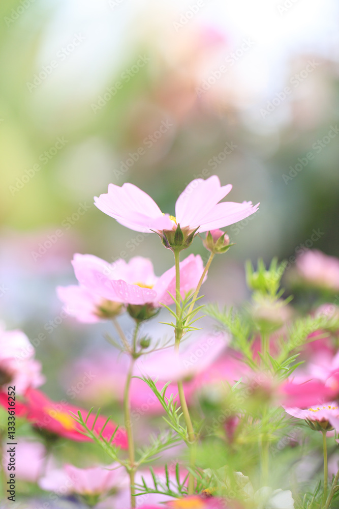 Fototapeta premium Graceful Pink Cosmos Flower in a Dreamy Meadow
