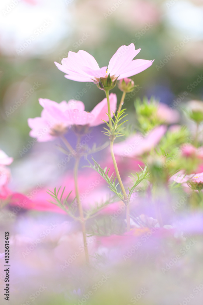 Obraz premium Graceful Pink Cosmos Flower in a Dreamy Meadow
