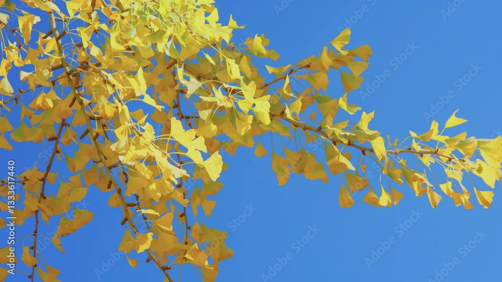 A close-up view of the fan-shaped leaves of the Ginkgo biloba tree, showcasing its vibrant yellow color in autumn at Planting Fields Arboretum, Oyster Bay, NY. A close-up view of the fan-shaped leaves of the Ginkgo biloba tree, showcasing its vibrant yellow color in autumn at Planting Fields Arboretum, Oyster Bay, NY.