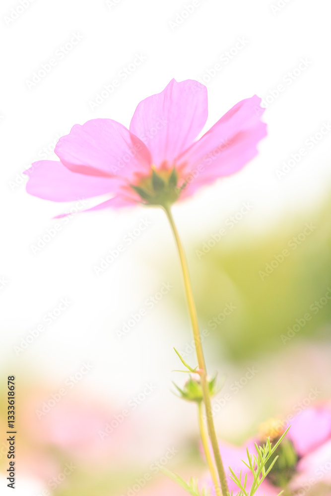 Graceful Pink Cosmos Flower in a Dreamy Meadow Graceful Pink Cosmos Flower in a Dreamy Meadow