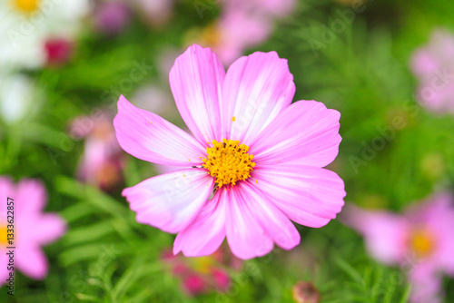Close-Up of a Vibrant Pink Cosmos Flower in Full Bloom