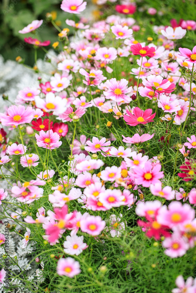 Fototapeta premium Field of Pink and White Cosmos Flowers