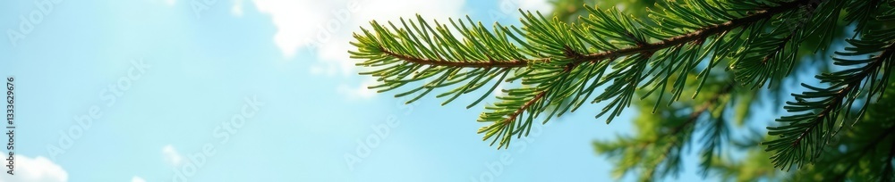 Branches of a spruce tree stretching towards the sky, with a few leaves, nature, foliage, scenery Branches of a spruce tree stretching towards the sky, with a few leaves, nature, foliage, scenery