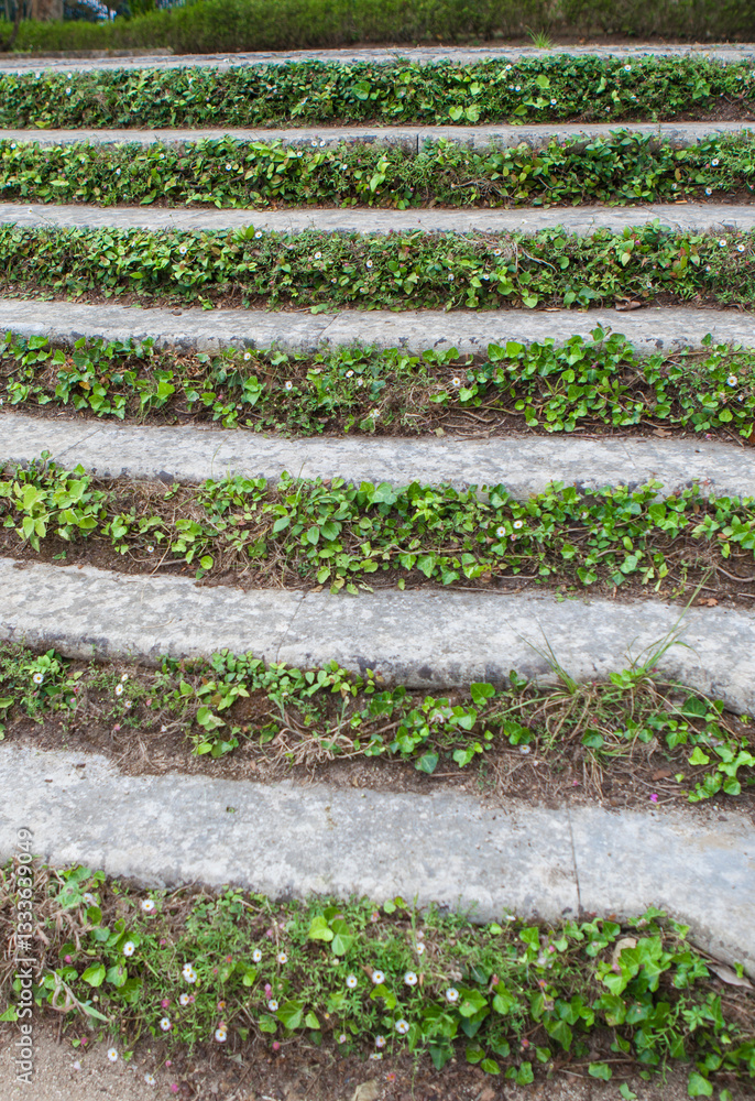 Ivy covered concrete steps