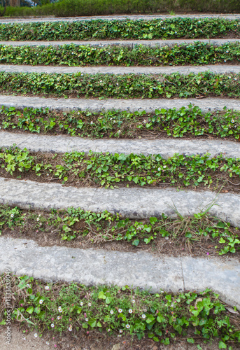 Obraz na płótnie Ivy covered concrete steps w salonie