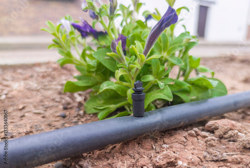 Adjustable dropper for irrigation system at work. Ground view