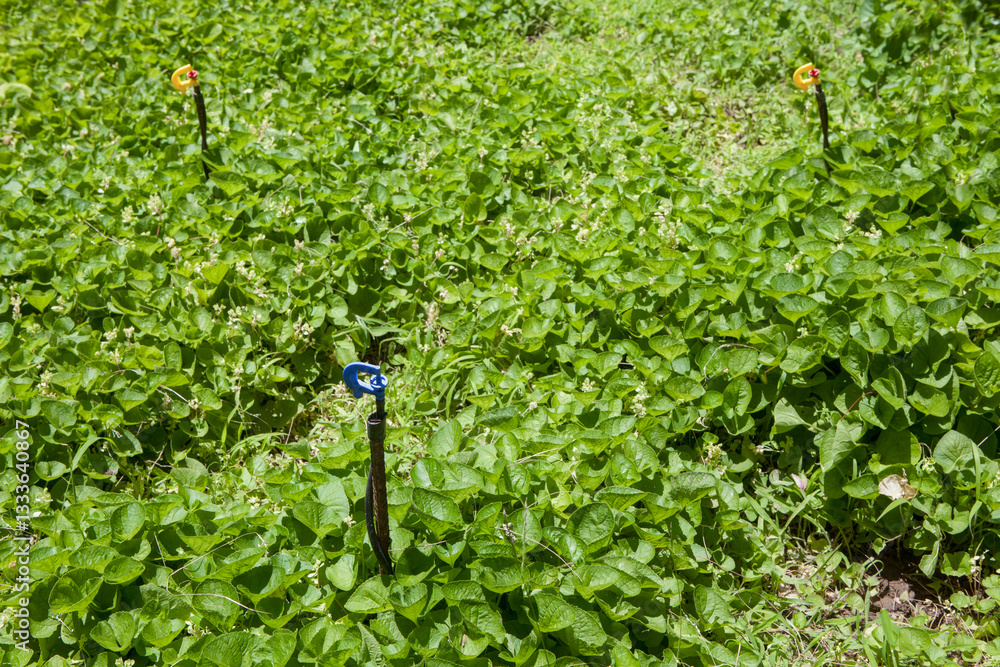Rotary micro sprinklers irrigation system at work