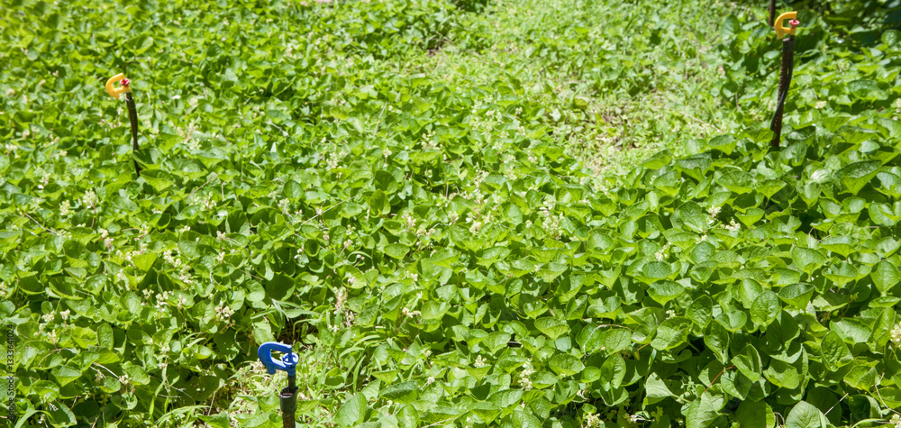 Rotary micro sprinklers irrigation system at work