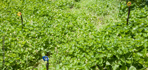 Rotary micro sprinklers irrigation system at work