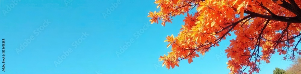 Branches of an orange tree against a bright blue sky, landscape, tree Branches of an orange tree against a bright blue sky, landscape, tree