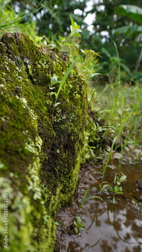 Moss grows abundantly in muddy rice fields photo