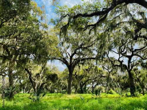 Spanish moss hanging from oak trees in Circle B Bar Reserve, Lakeland, Florida