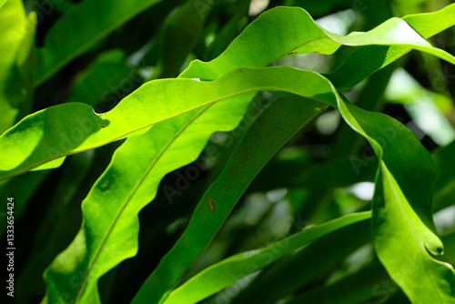 Fern leaves in the sun