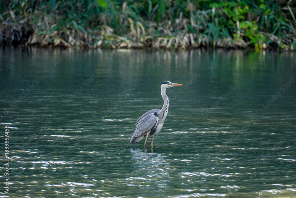 Naklejka premium 水辺のアオサギ