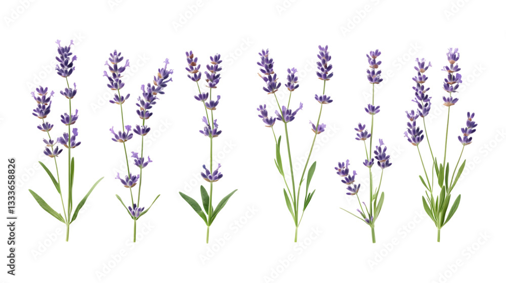 Naklejka premium Pack Lavender Set Against Transparent Background for Floral Branding, Aromatherapy Promotion, or Botanical Design Projects