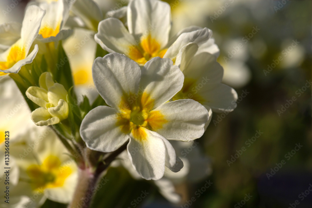 Fototapeta premium Closeup of flowers Primula 'Oak Leaf White' in a garden in early spring
