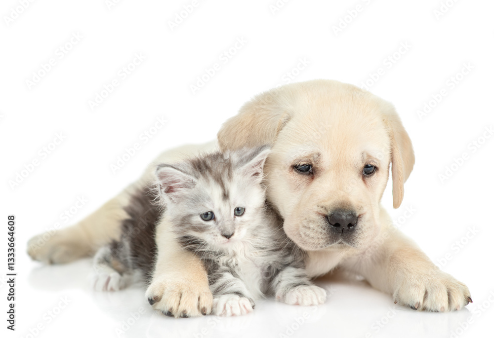 Playful Golden retriever puppy hugs a tiny maine coon kitten and looks at camera. isolated on white background Playful Golden retriever puppy hugs a tiny maine coon kitten and looks at camera. isolated on white background