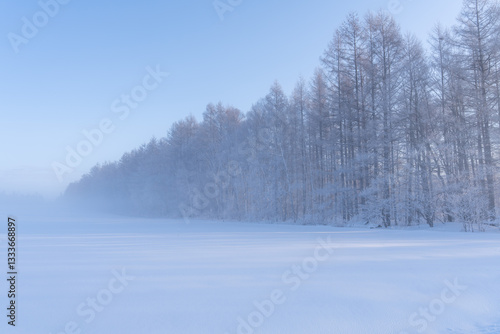 北海道　十勝　並木　カラマツ　冬　雪　霧　霧氷　朝日　朝