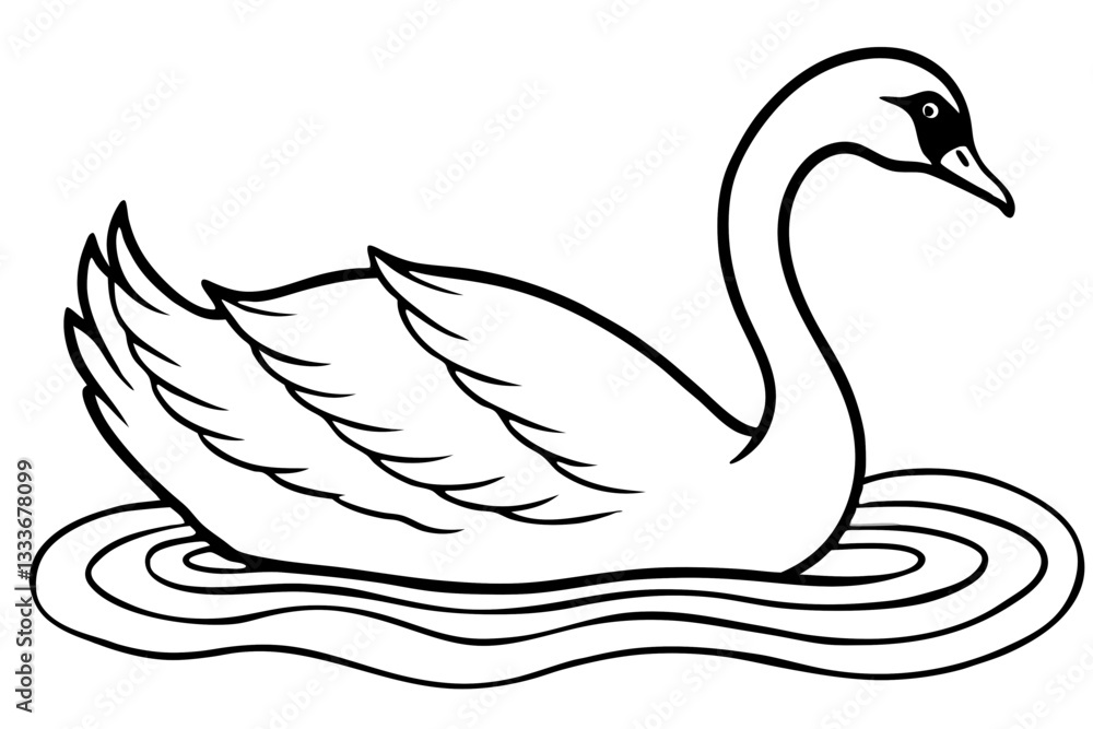 black swan vector illustration on white background. black swan vector illustration on white background.