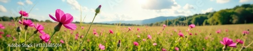 Field of pink musk mallow with a sunny sky and greenery, field, summer flowers photo