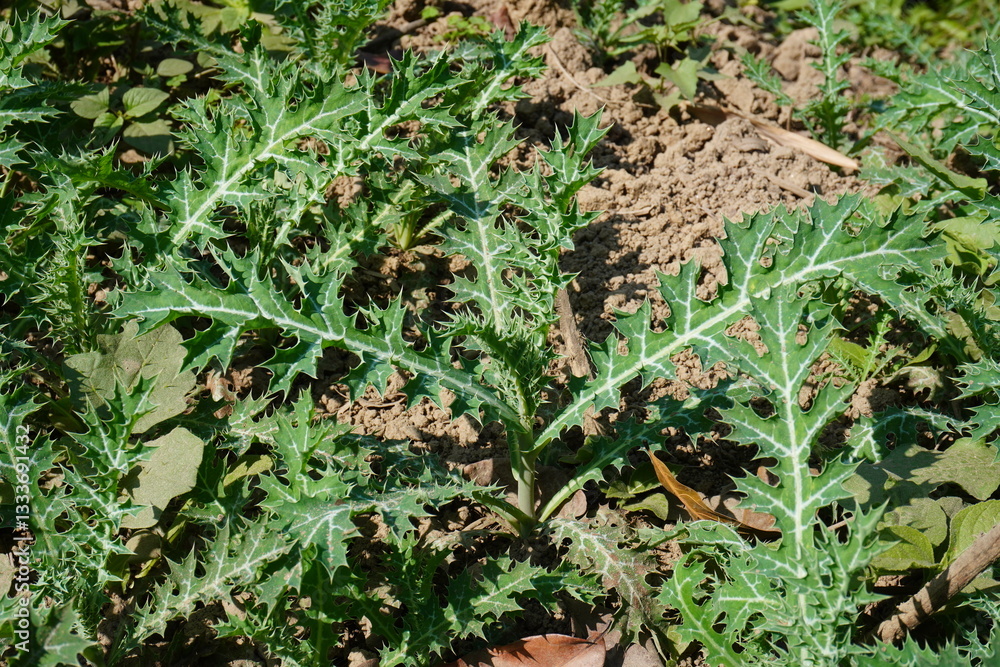 Obraz premium Argemone mexicana, commonly known as Mexican poppy or prickly poppy plants are growing in the unplowed field