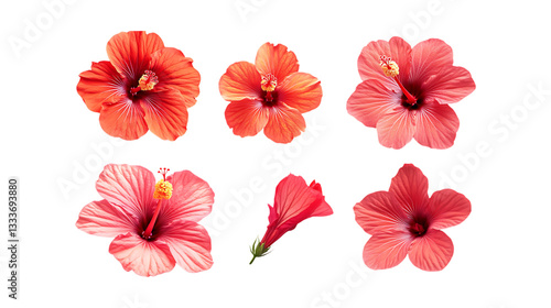 Wallpaper Mural Pack Hibiscus Flower Set Against Transparent Background for Botanical Branding, Floral Decoration, or Natural Design Projects Torontodigital.ca