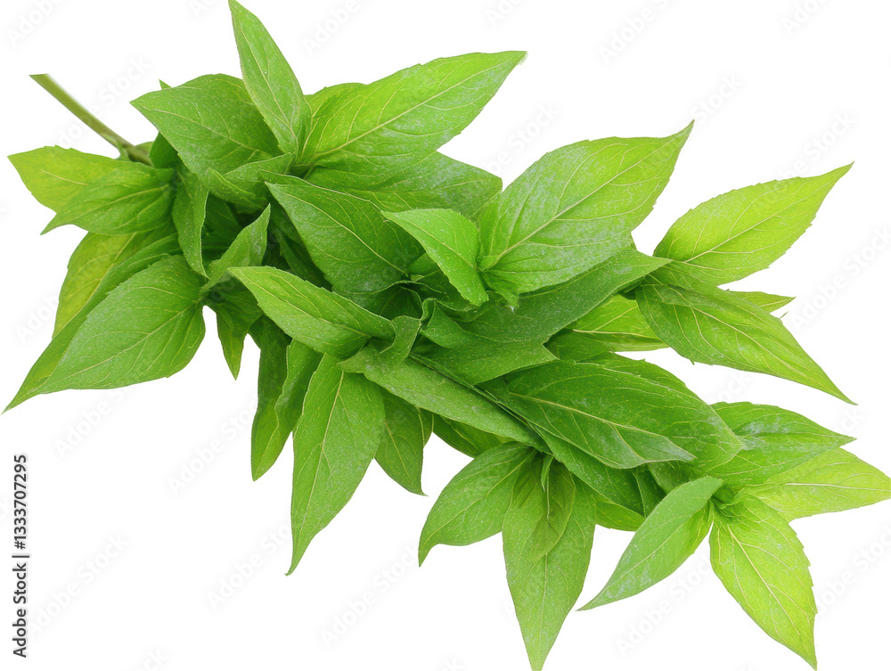 Isolated Fresh Basil Leaves Bunch Isolated Fresh Basil Leaves Bunch