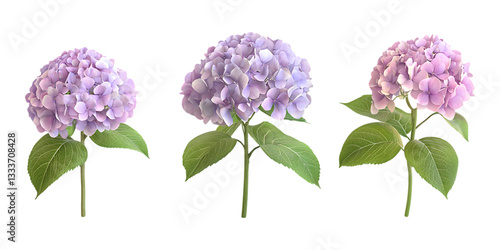 Three fresh hydrangea flower heads with green leaves displayed in a row isolated on a transparent background for floral design.