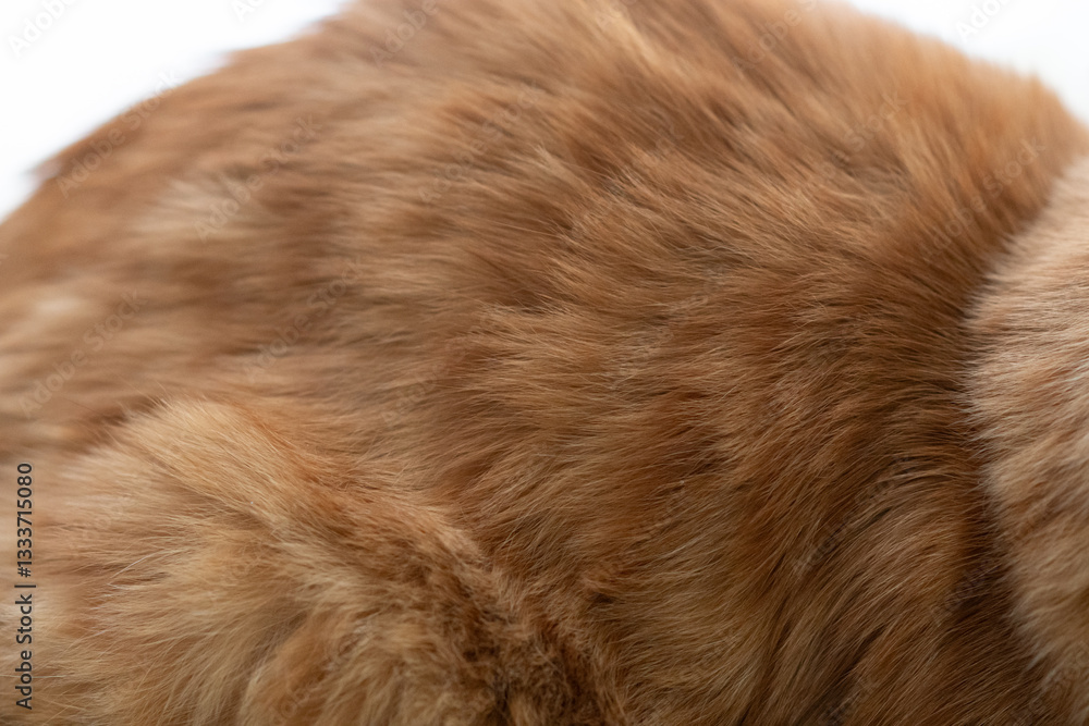 Obraz premium ふわふわな猫の毛並み 茶トラ猫