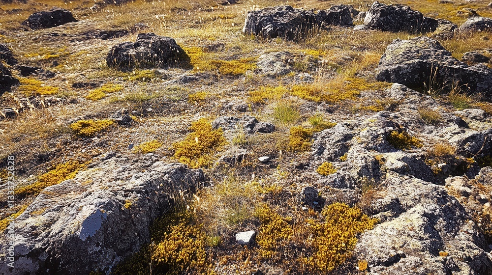 Scenic Rocky Terrain with Colorful Lichens and Dry Grass Landscape Scenic Rocky Terrain with Colorful Lichens and Dry Grass Landscape