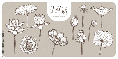 Lotus flowers and leaves sketch outline illustration set. Line art floral botany drawing in engraving style. Hand drawn vector clipart collection designs