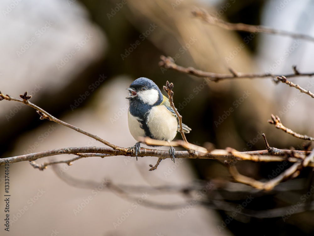 Obraz premium 枝にとまるシジュウカラ