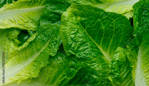 Foto Romaine lettuce leaves close up, green salad leaves background