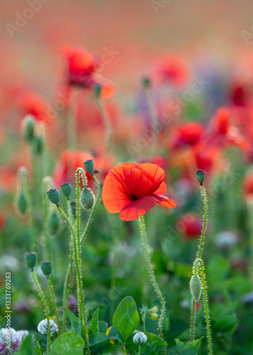 Bright red poppies in foreground against poppy field 