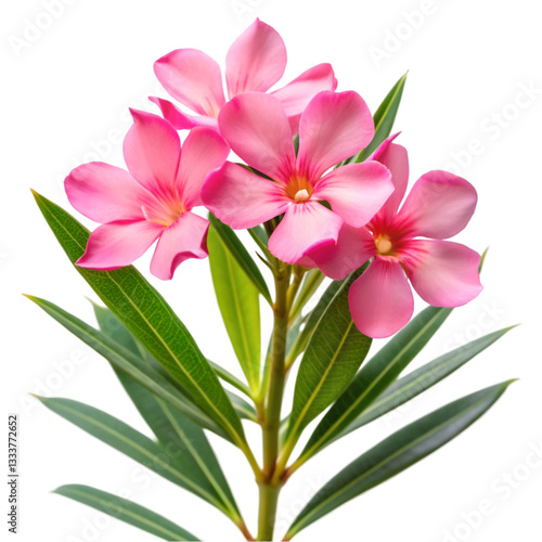 Pink oleander flower isolated on transparent background