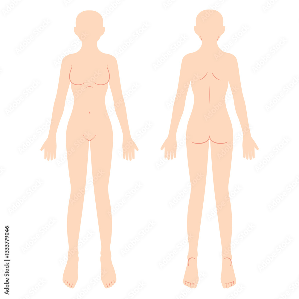 Fototapeta premium 女性の人体図 シェーマ 前面背面