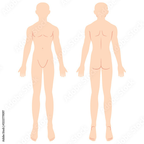 男性の人体図　シェーマ　前面背面