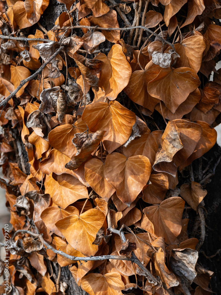Dry brown ivy leaves on tree trunk