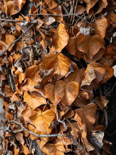 Obraz na płótnie Dry brown ivy leaves on tree trunk w salonie