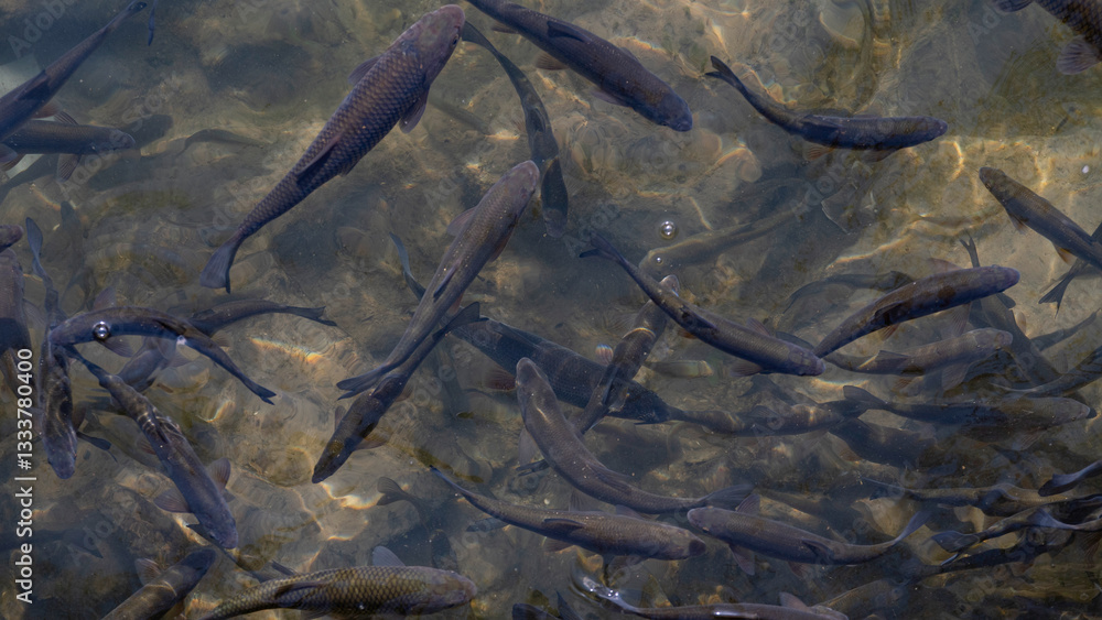 Fish in Lithaios river in the city center of Trikala, Greece